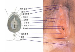 真实高清处女膜图片